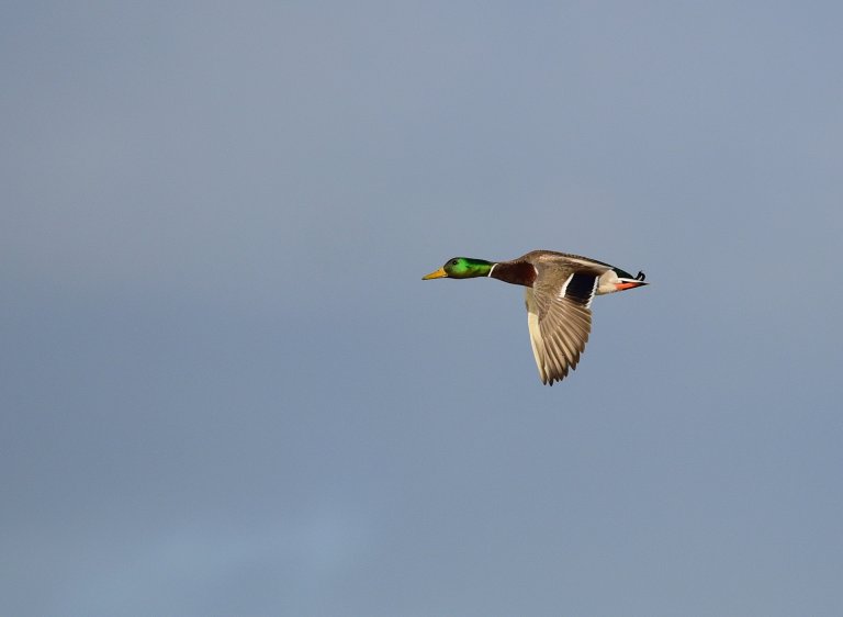 A drake greenhead flying against a blue sky