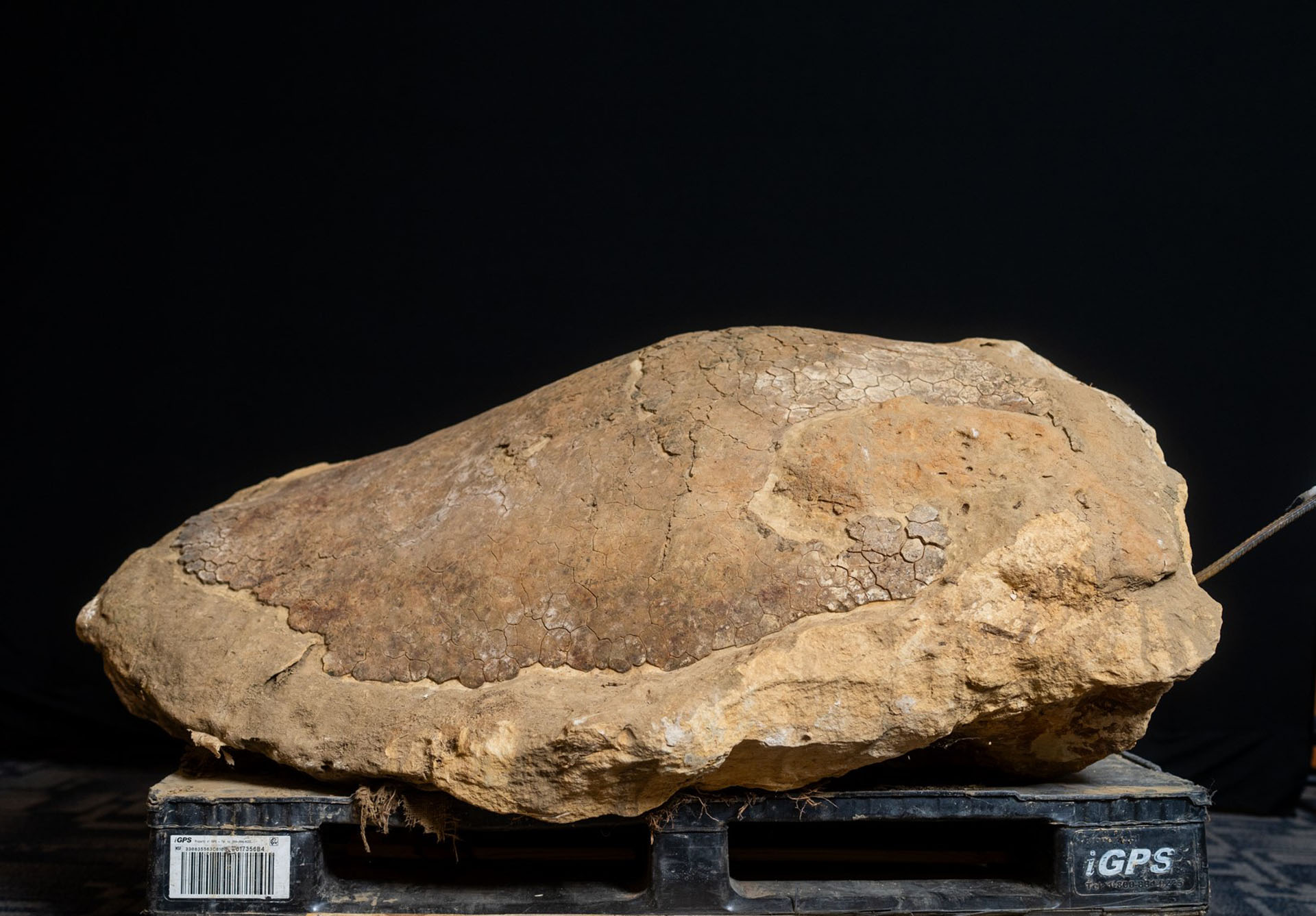 A fossilized turtle shell.