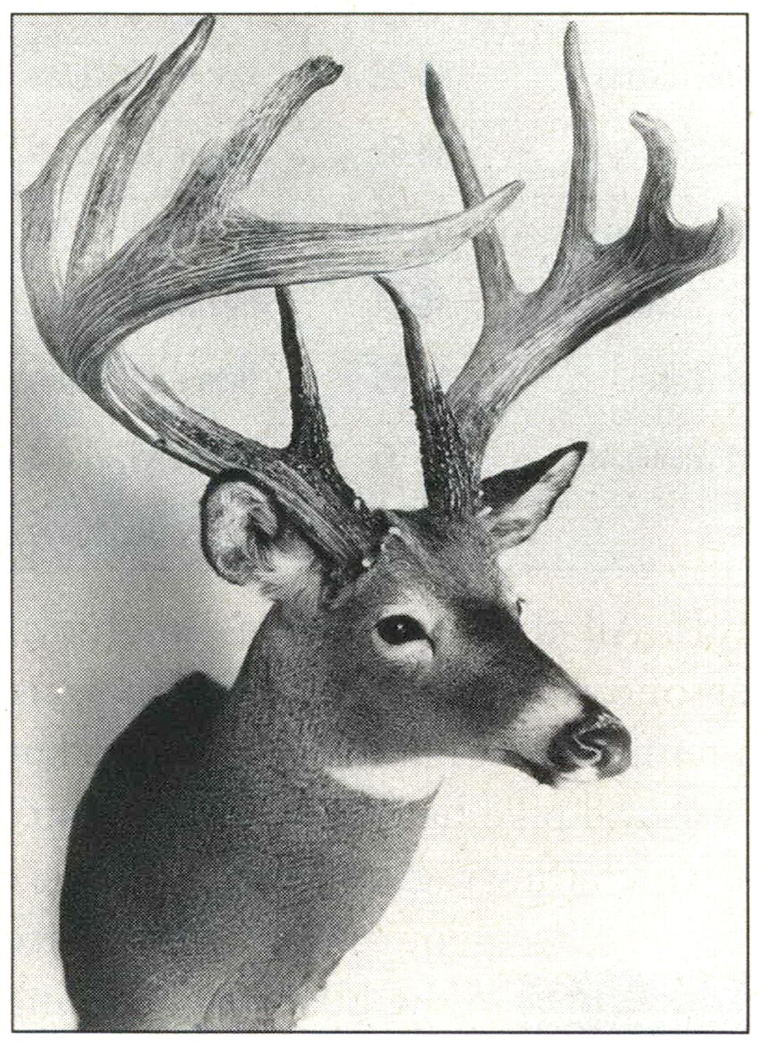 A black and white photo of the shoulder mount of the Jordan Buck.