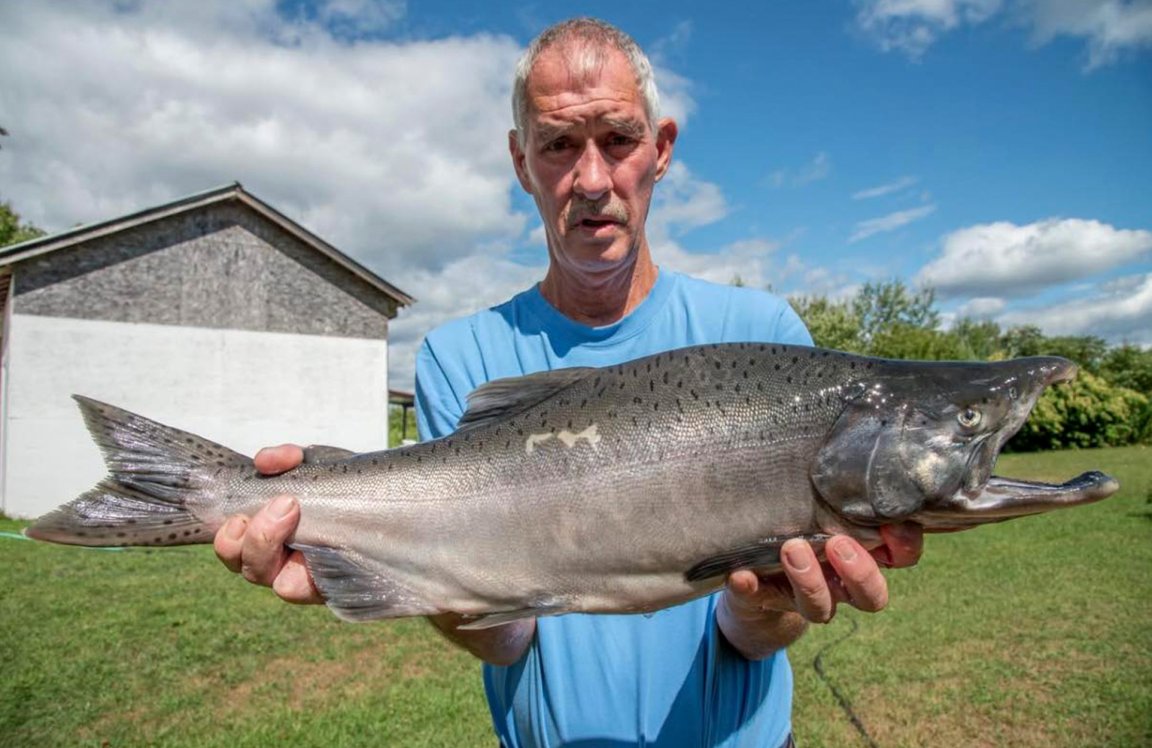 A fisherman in New York holds up a big pink salmon.