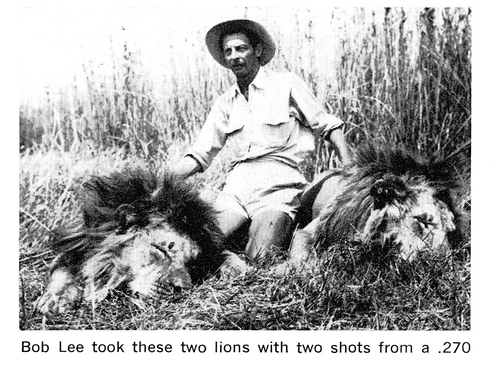 A black and white photo of a hunter Bob Lee with two male lions shot with a .270.