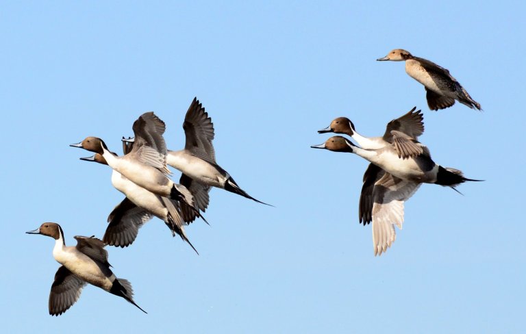 Pintails flying in a courtship dance.