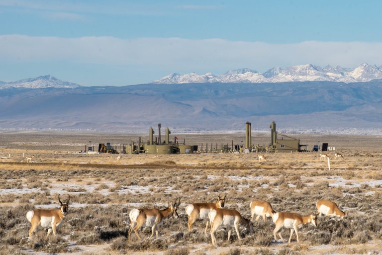 A photo of pronghorn on BLM land with oil and gas infrastructure.