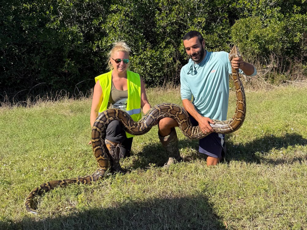 Rasel's Python Can You Make a Living Hunting Pythons? We Asked Florida’s Invasive ...