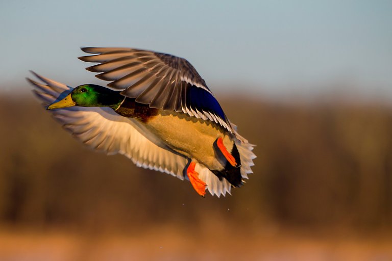 A single drake greenhead lands