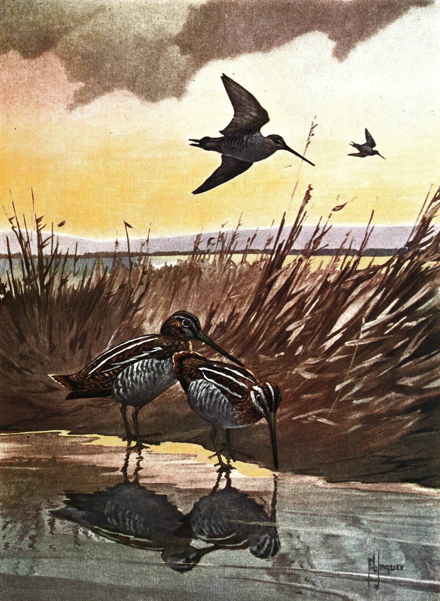 After a 20-Year Closure, I Finally Got to Hunt Snipe Again. They're ...