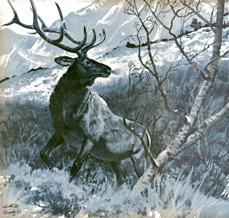 An illustration of a bull elk