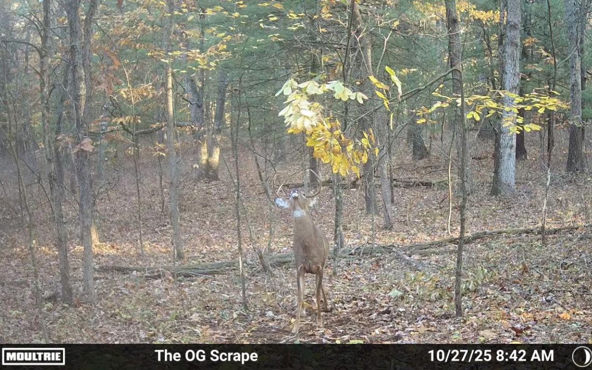 A trail camera photo showing a whitetail buck hitting a scrape