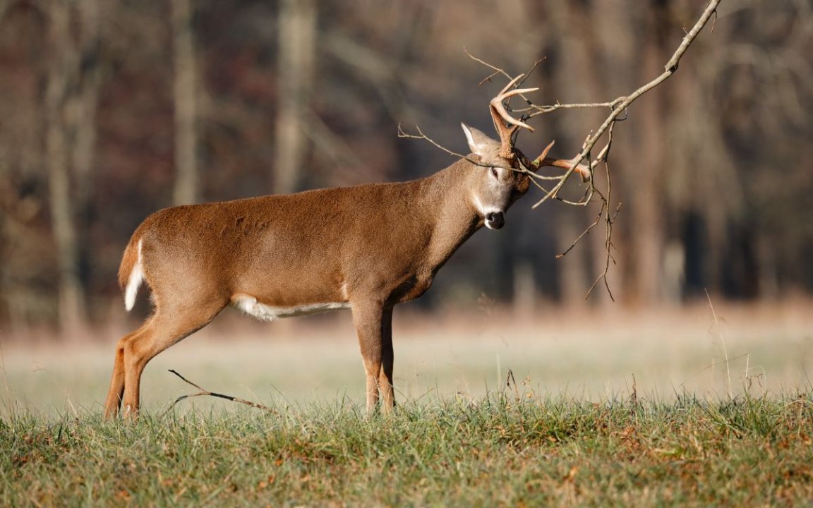 A whitetail deer makes a scrape on the edge of a field.