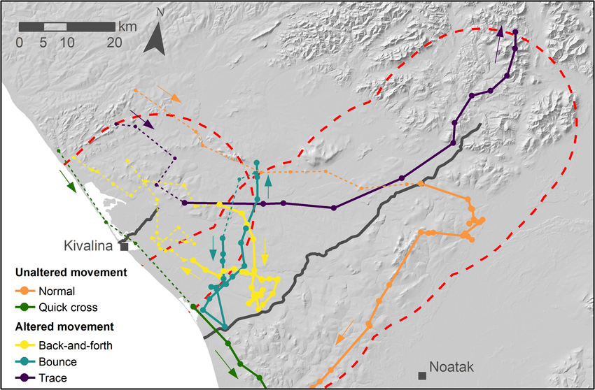Caribou going around red dog road.