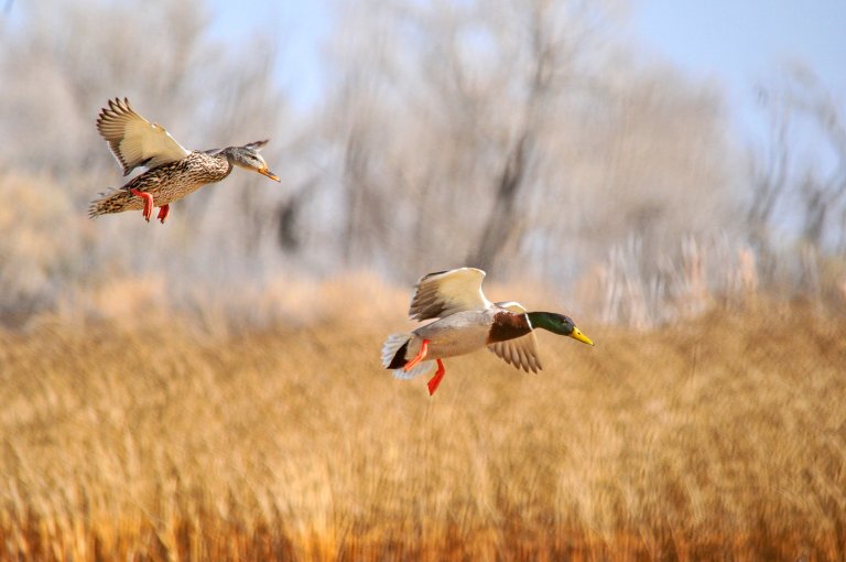 A pair of mallards prepare to land.