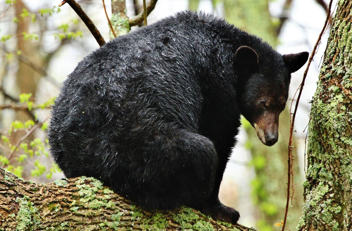 A black bear sits in a hardwood tree.