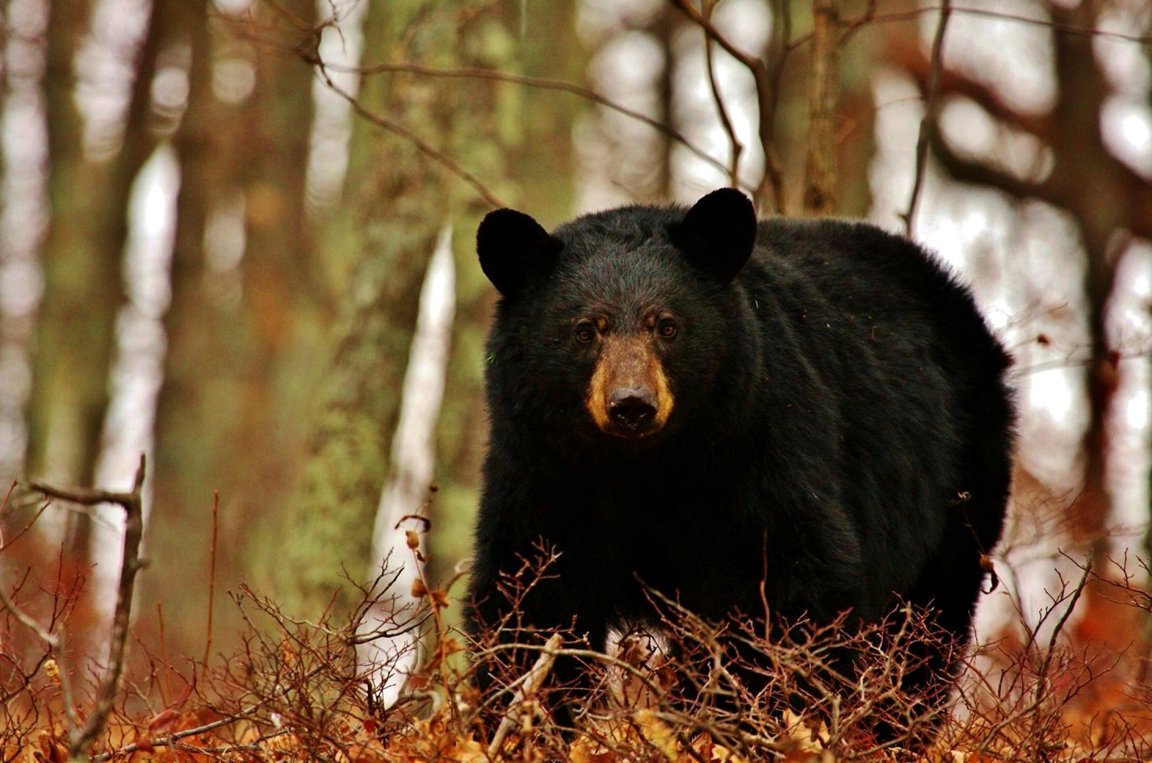 A black bear in Shenandoah National Park.