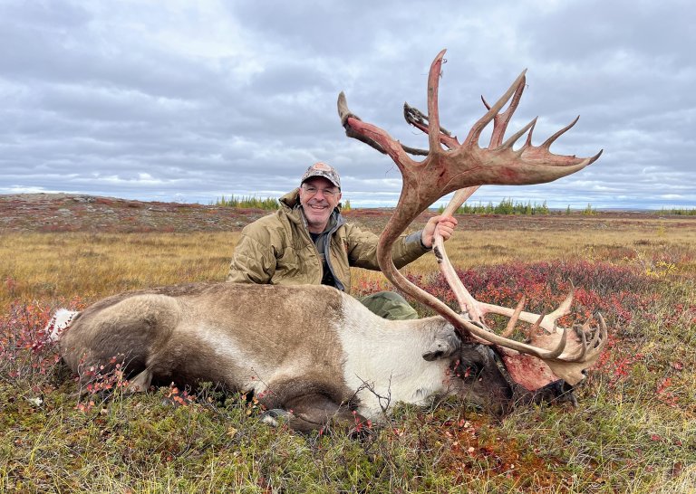 barren ground caribou