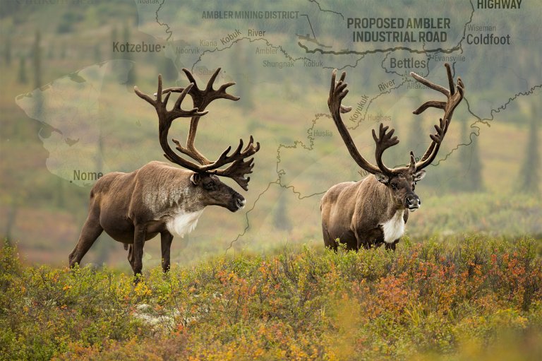 Caribou on tundra with a map of the ambler road behind them.