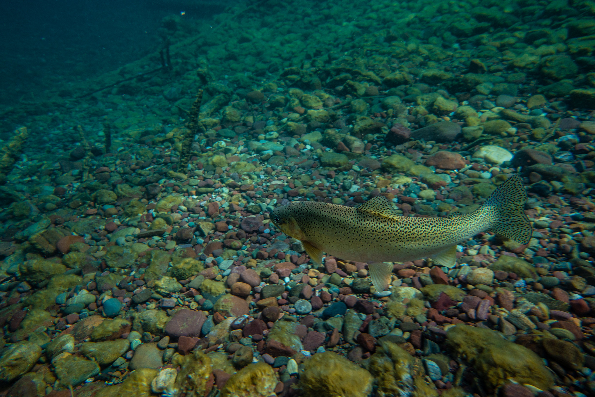 A cutthroat trout swims in the water.
