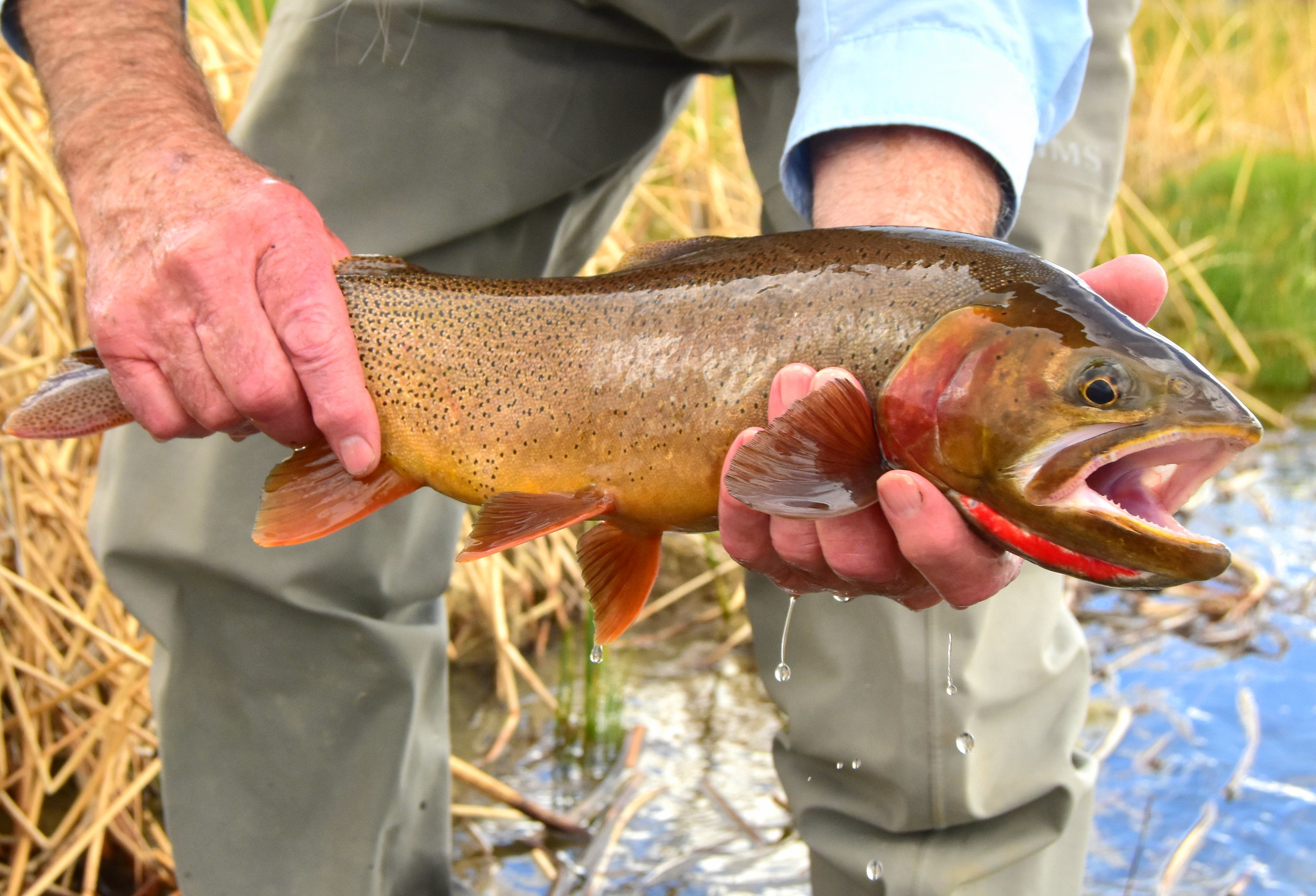 A cutthroat trout held out of the water.