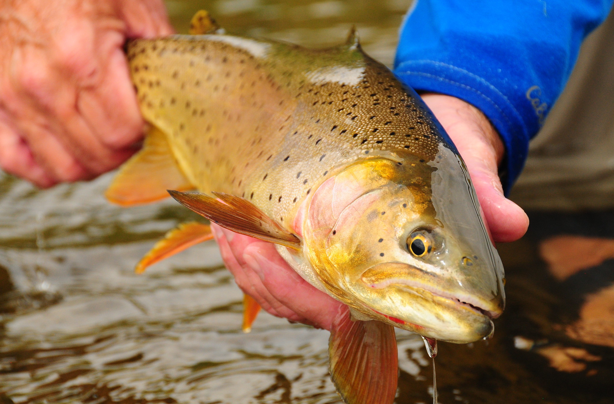 A big trout held out of the water