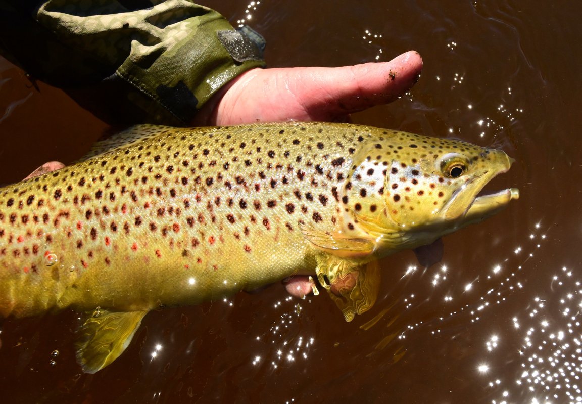 A photo of a big brown trout being released.