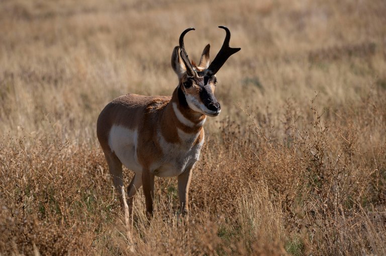 A pronghorn antelope out on the plains.