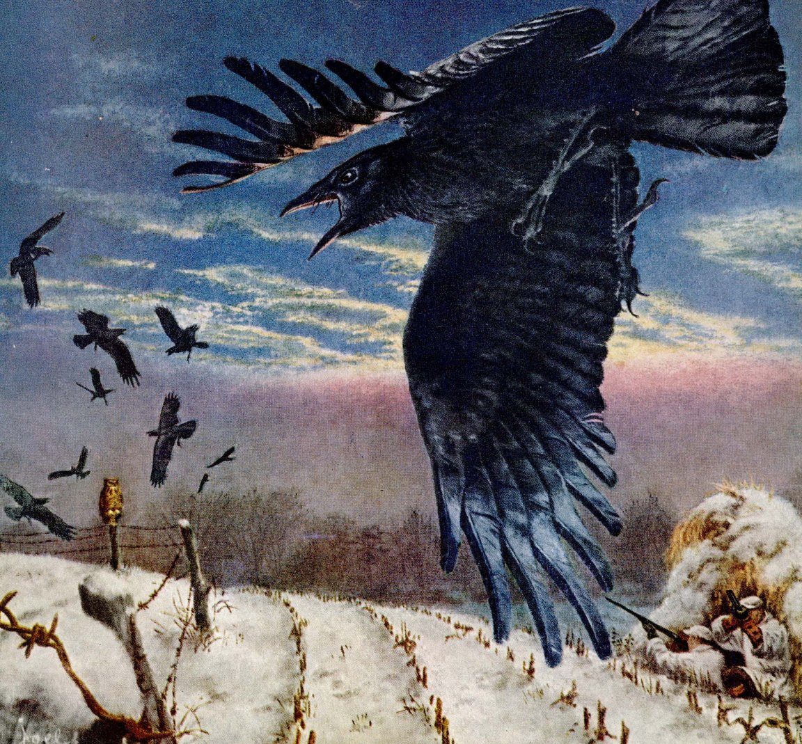 Crows swoop past an owl decoy