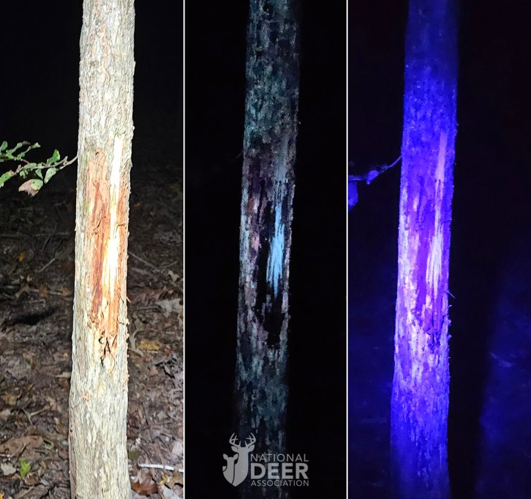 Deer rubs side by side in the dark and with UV lights.