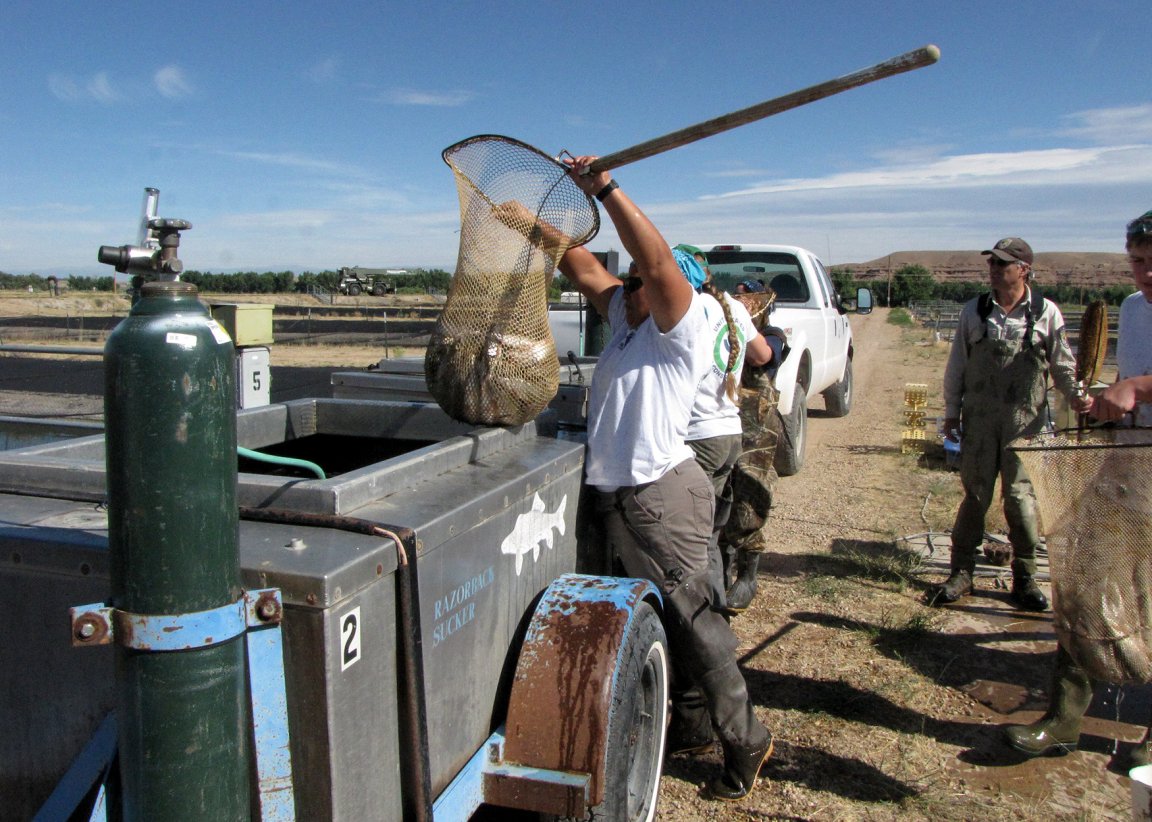 Federal hatchery workers load fish into a truck.
