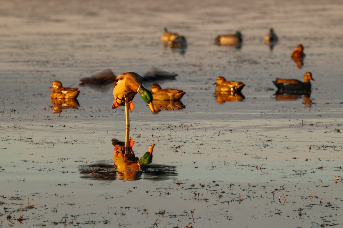 A motion spinning decoy on the water.