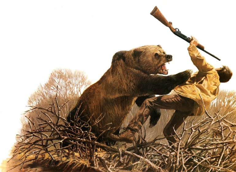 A grizzly swats at a pheasant hunter in an illustration.