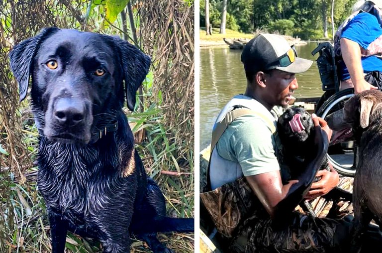 Two photos of a missing black Lab