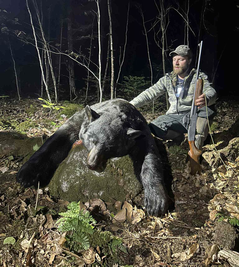 The new state-record sow black bear in Maine.