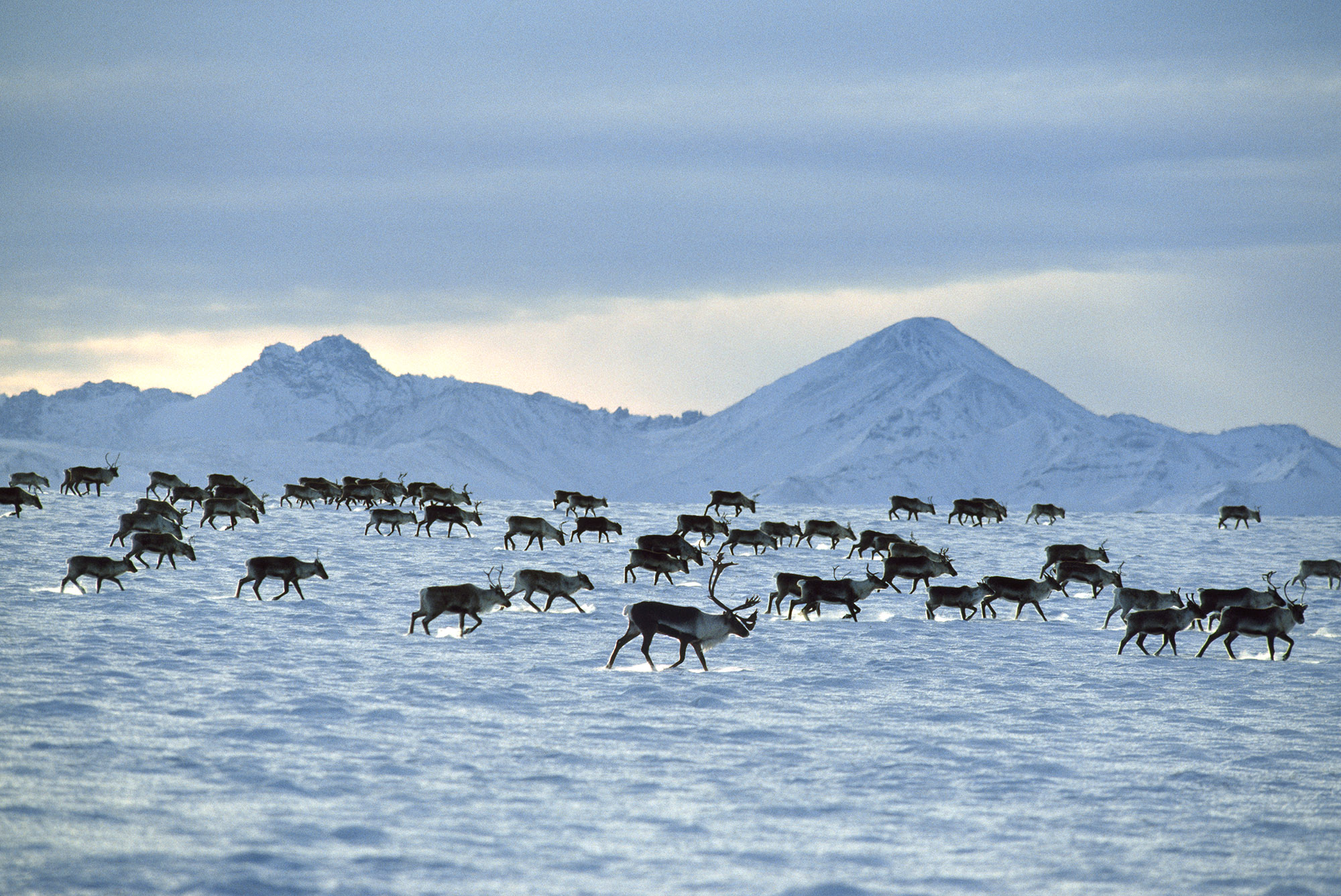 Caribou migrate across the tundra.