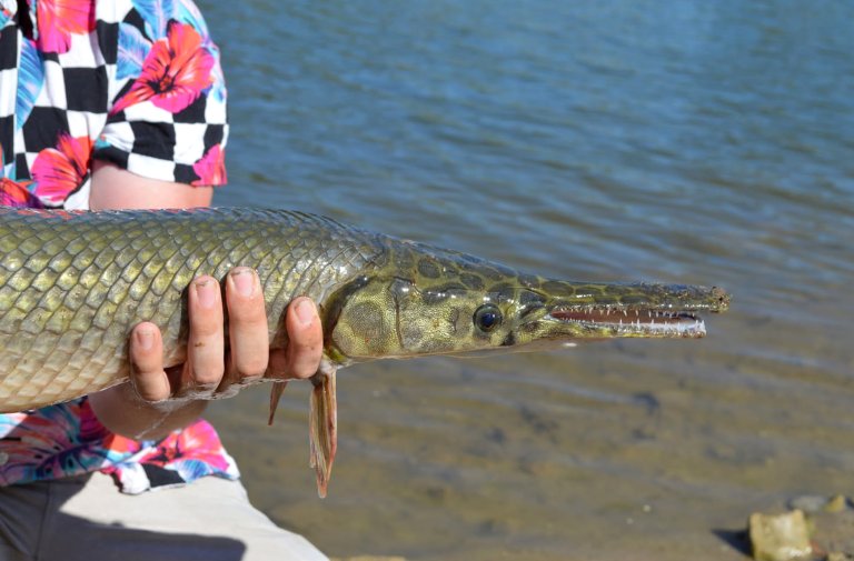 A close-up picture of a spotted gar that broke an Oklahoma record.