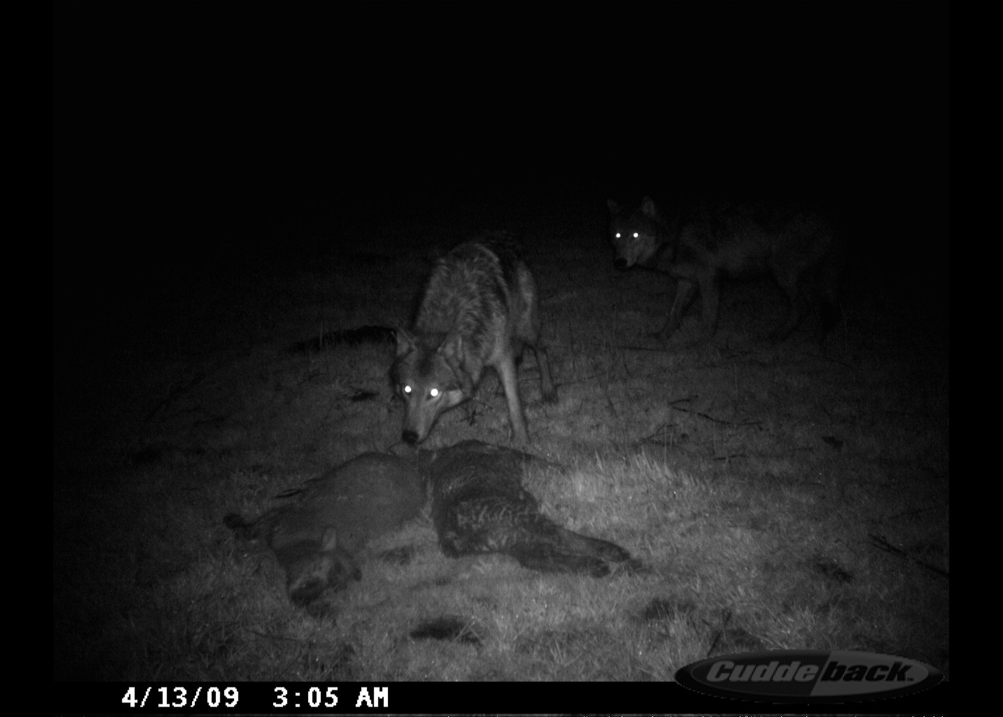 Wolves approach a depredation site.