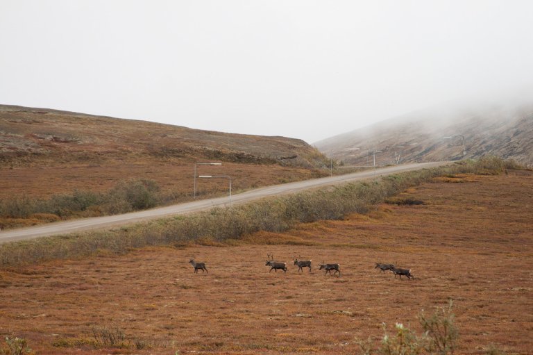 Caribou approach a road.