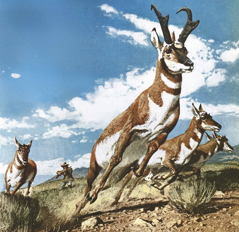 An illustration of pronghorn antelope running