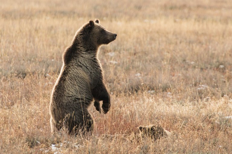 A sow grizzly stands on her hind legs.