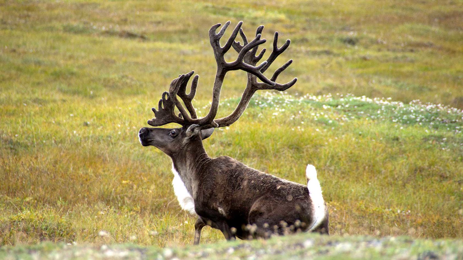 A nice bull caribou in velvet