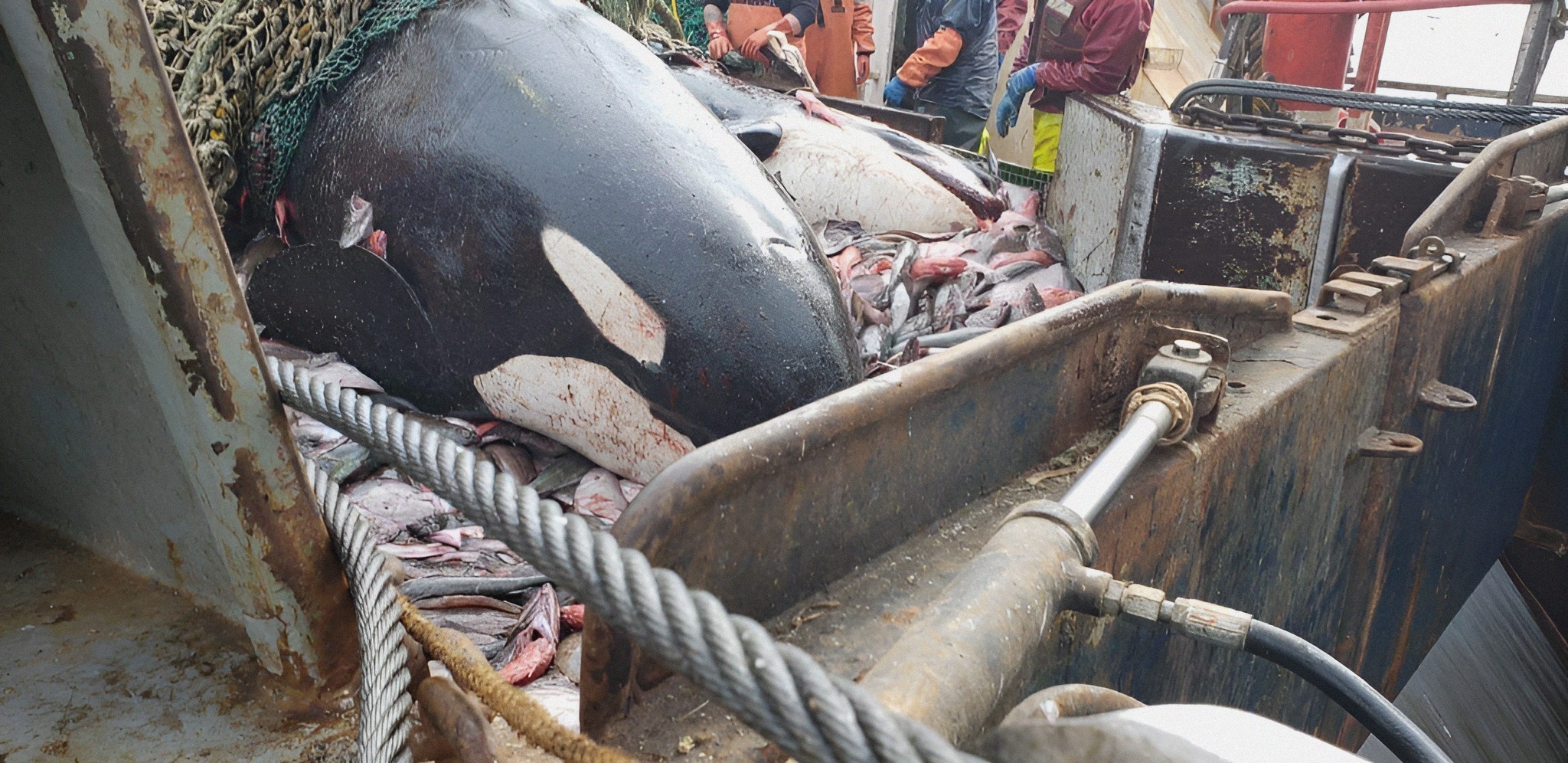 An orca that was caught and killed in a trawler's net.