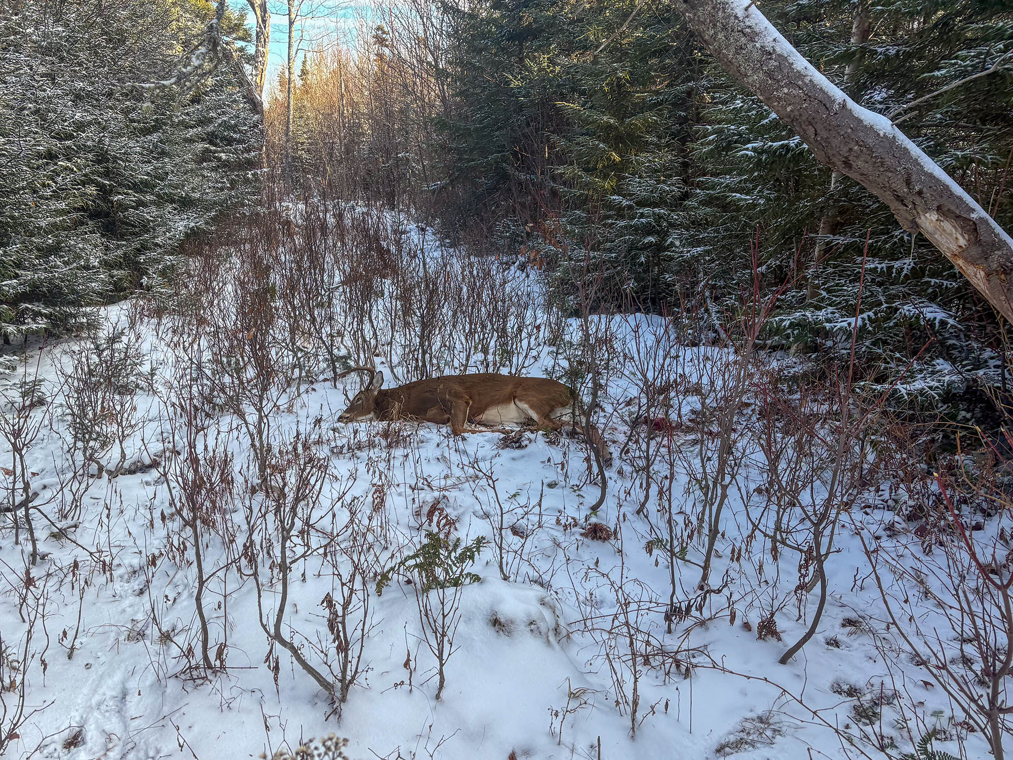 A picture of a buck lying in the snowy woods