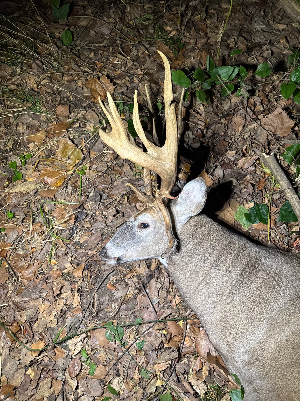 He Almost Skipped the Hunt for His Son’s Homecoming, Then Shot a 200-Class Droptine