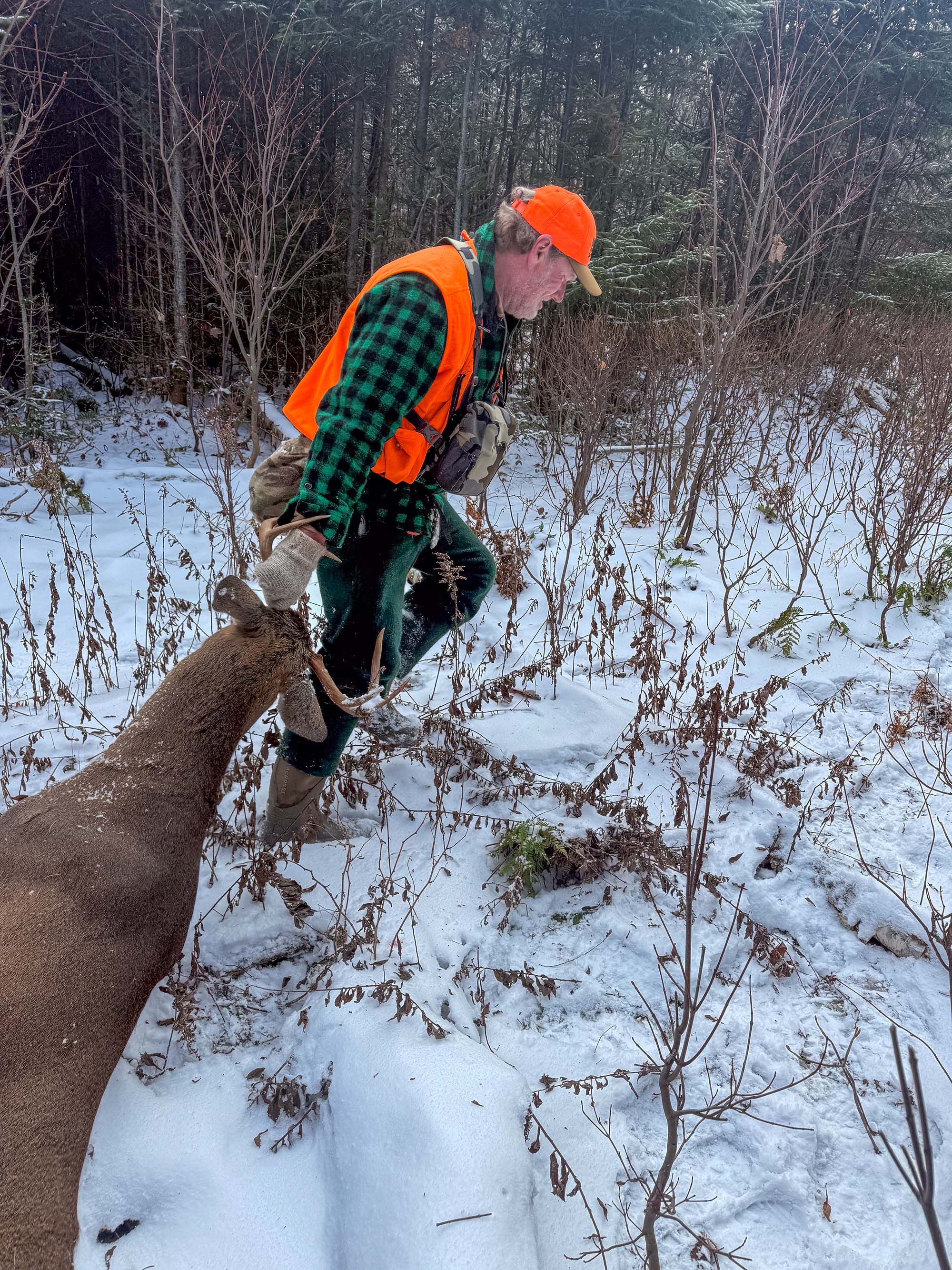 A hunter in Maine drags out a deer.