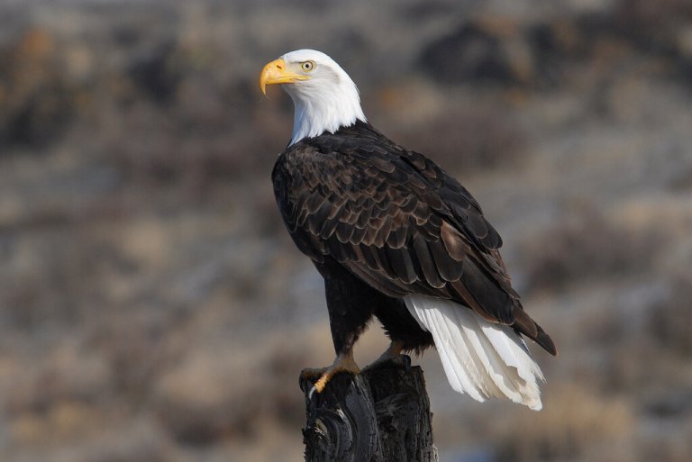 A bald eagle on a post.