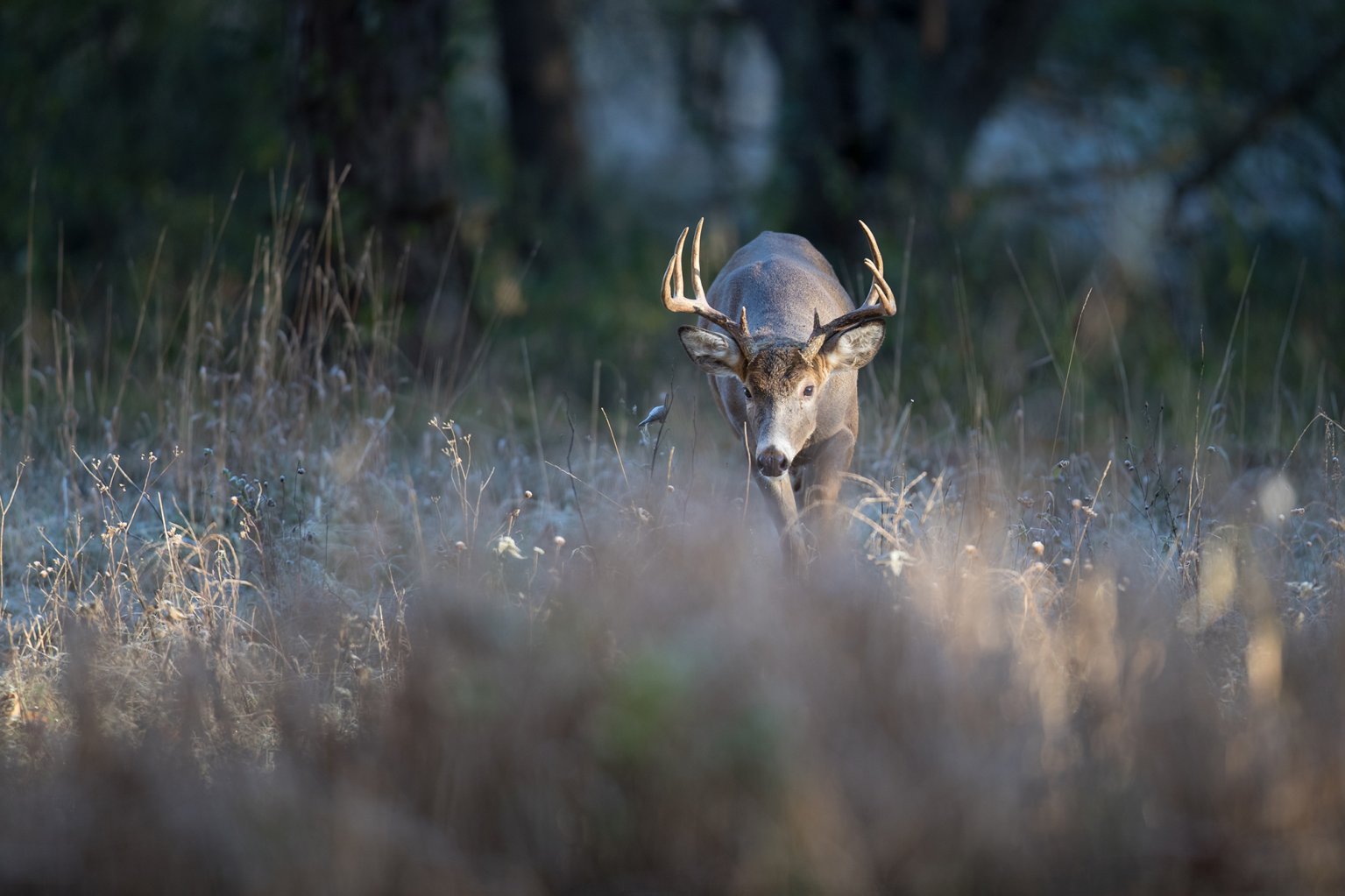A buck approaches cover