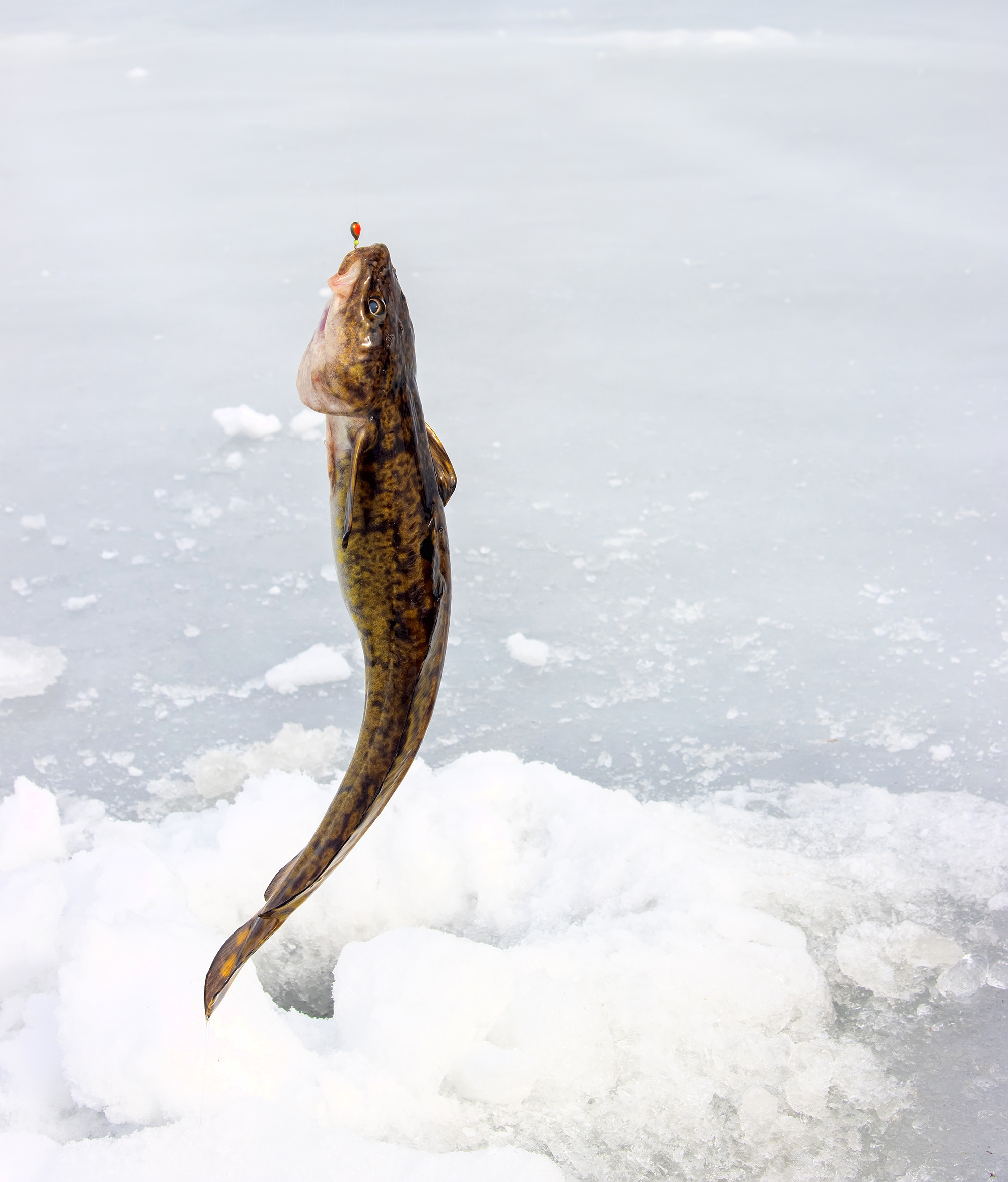 A burbot is pulled through the ice.