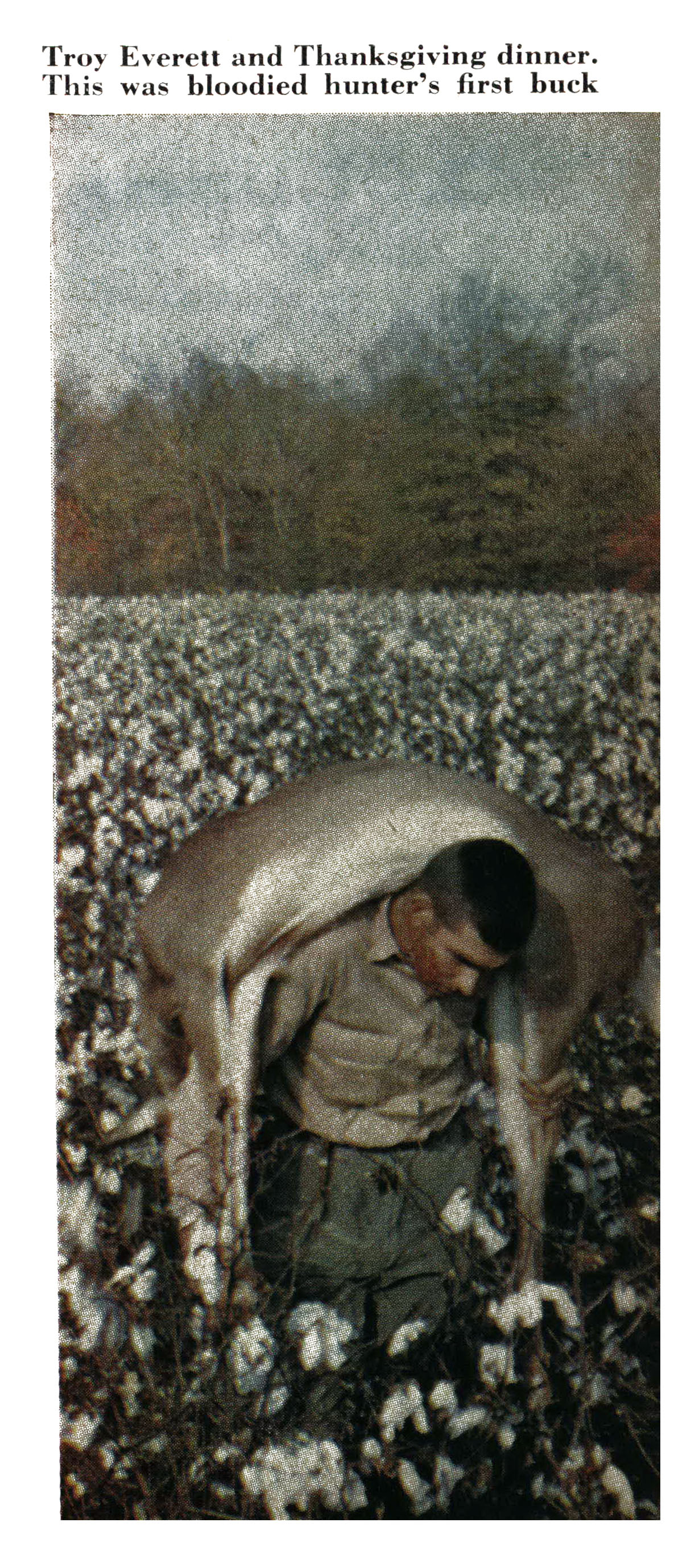An old color photo of a hunter carrying a deer in a cotton field.