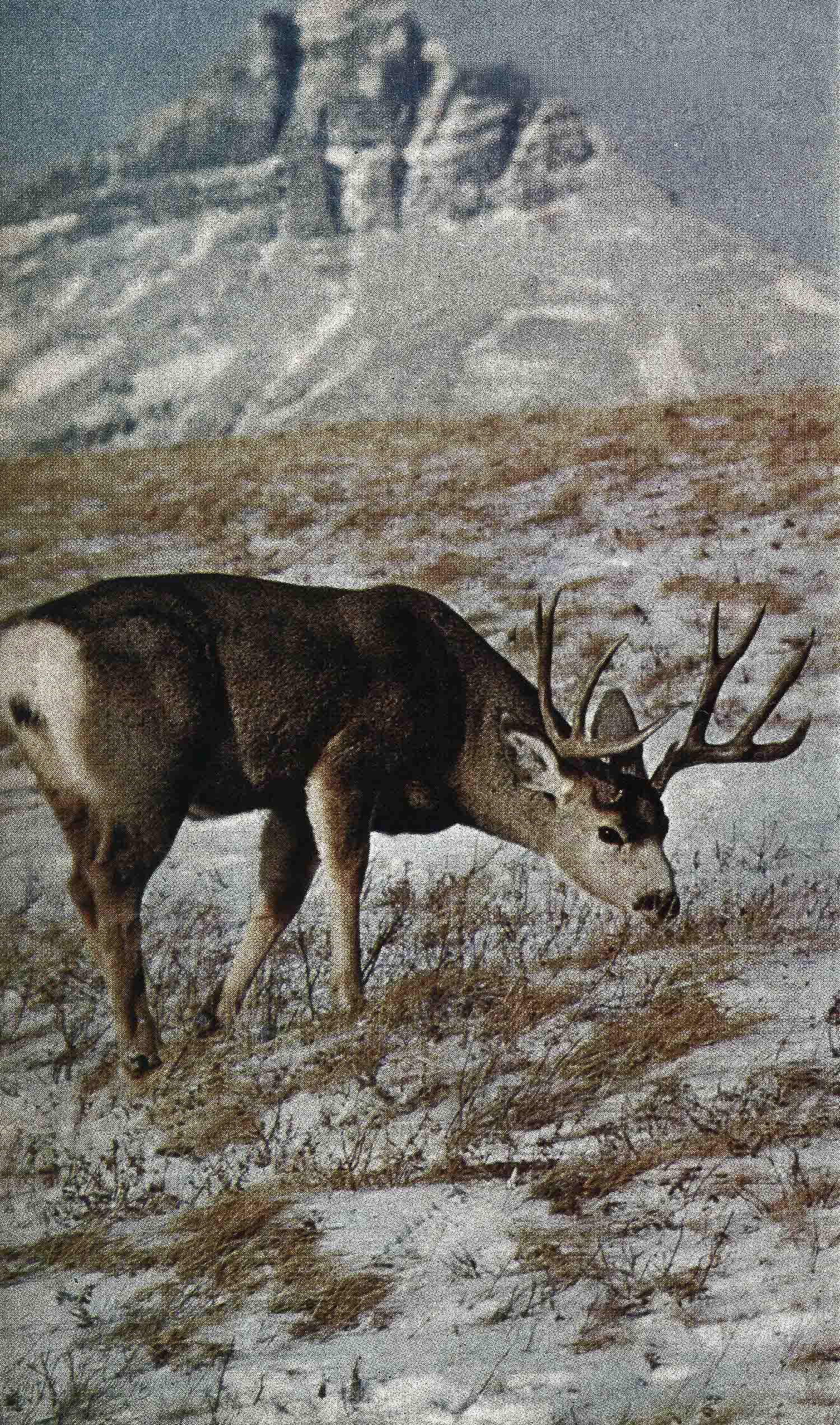 An old photo of a mule deer buck feeding near the mountains.