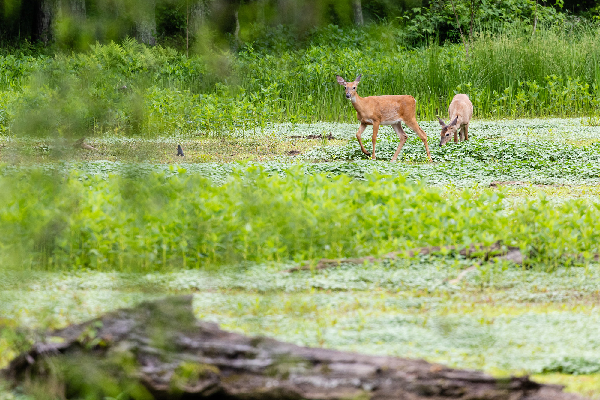 Two deer in a swamp feed and walk around.