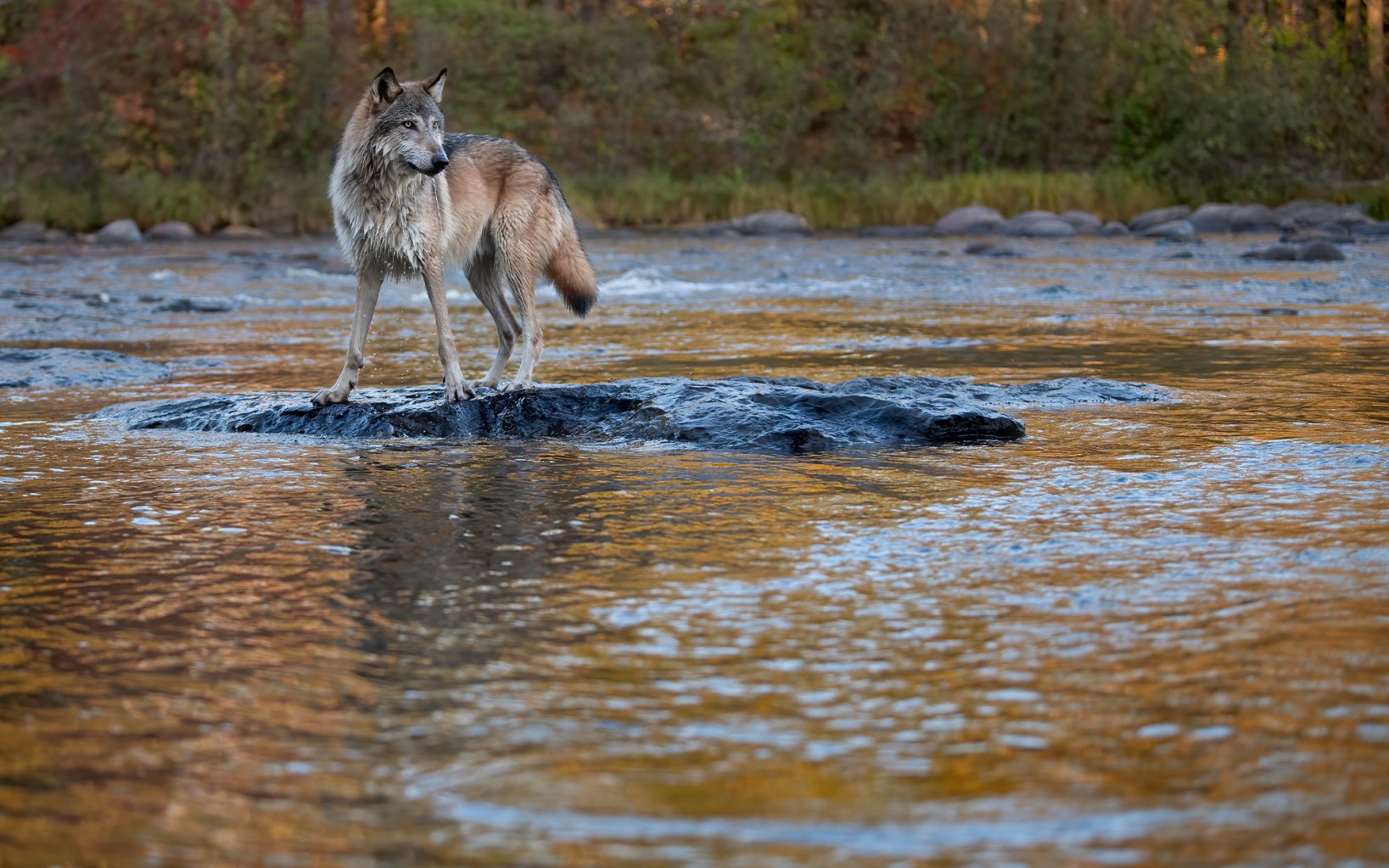 A gray wolf stands in a river in Minnesota.