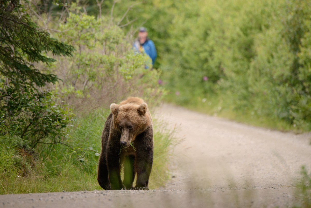 After a Single Bear Attacked a Group of Schoolchildren on a Hike, B.C. Urged to Reopen Grizzly Hunts